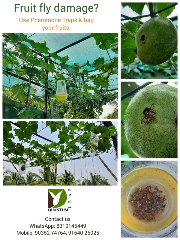 Farmroot Pheromone Trap - Fruit fly