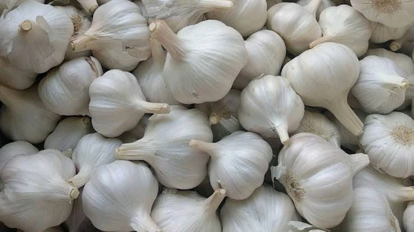 Garlic 
