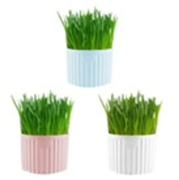 CAT GRASS
(With 2PKT Seeds
1Pkt 40g Garden soil - 0.112