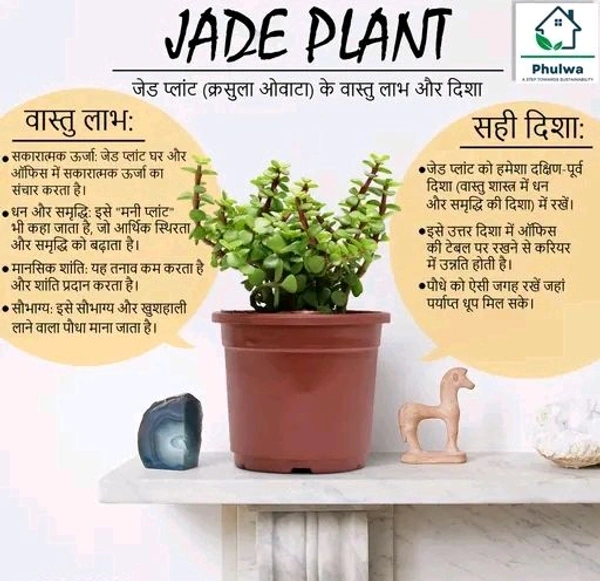 Free Delivery  Jade Plant: The Lucky Charm for Your Home and Heart Kuberakashi Dhankuber Live Plant - Free Size