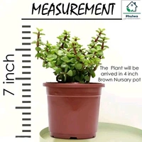Free Delivery  Jade Plant: The Lucky Charm for Your Home and Heart Kuberakashi Dhankuber Live Plant - Free Size