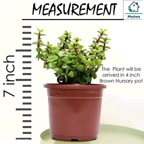 Free Delivery  Jade Plant: The Lucky Charm for Your Home and Heart Kuberakashi Dhankuber Live Plant - Free Size