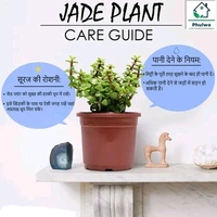 Free Delivery  Jade Plant: The Lucky Charm for Your Home and Heart Kuberakashi Dhankuber Live Plant - Free Size