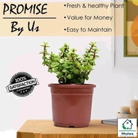 Free Delivery  Jade Plant: The Lucky Charm for Your Home and Heart Kuberakashi Dhankuber Live Plant - Free Size
