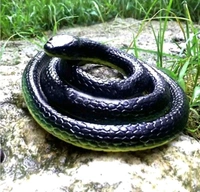 TESLA FAKE SNAKE  FOR Fun ANY MORE Rubber Snake Pack Of 2