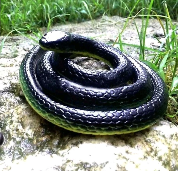 TESLA FAKE SNAKE  FOR Fun ANY MORE Rubber Snake Pack Of 2