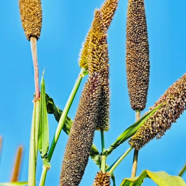 Bajra Flour  - 5 Kg