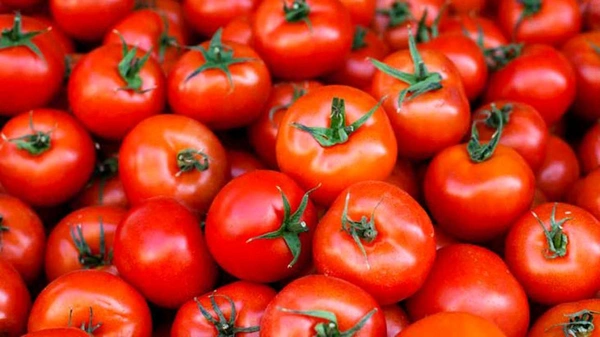 TOMATO 