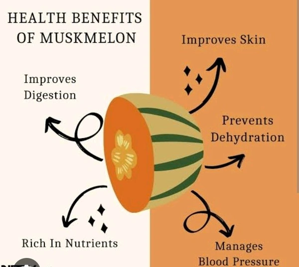 Fresh Musk Melon (Kharbooja)-1pc - 1PC -(500G-1Kg)