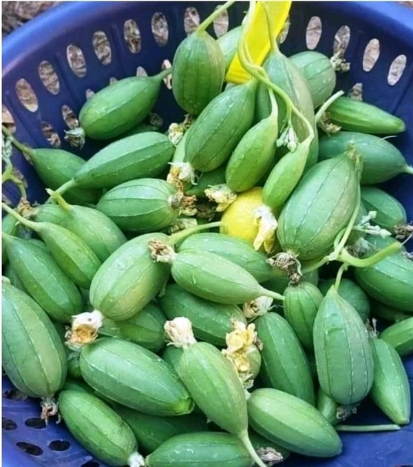 Fresh Satputiya  - 250Gm