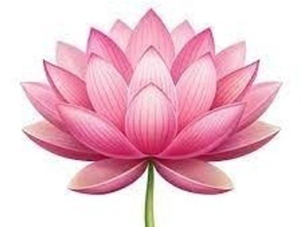 PINK  LOTUS (kAMAL) 1 PC