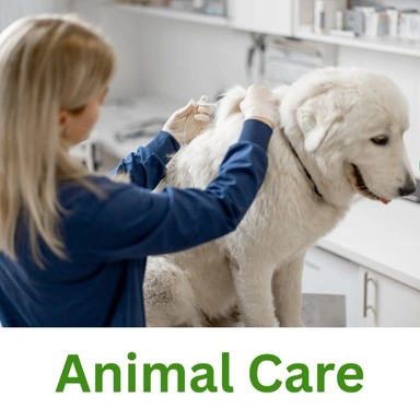Animal Care
