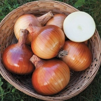 Onion - 1kg