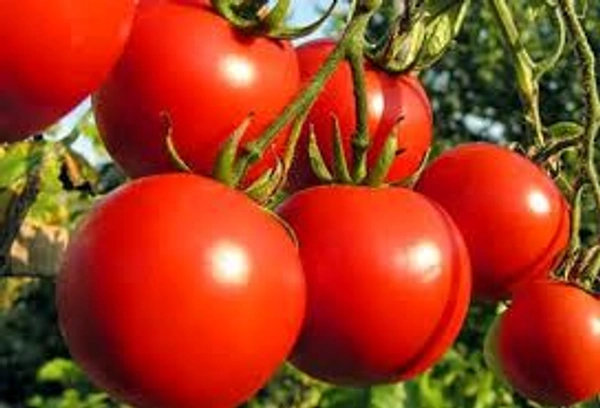 Tomato - Red, 1Kg