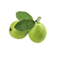Guava - Green