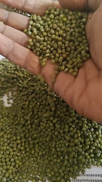 Mung - Green
