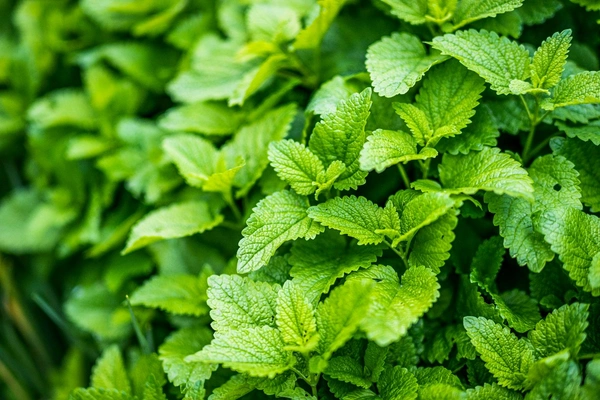 Mint (ફૂદીનો) - 100 GM
