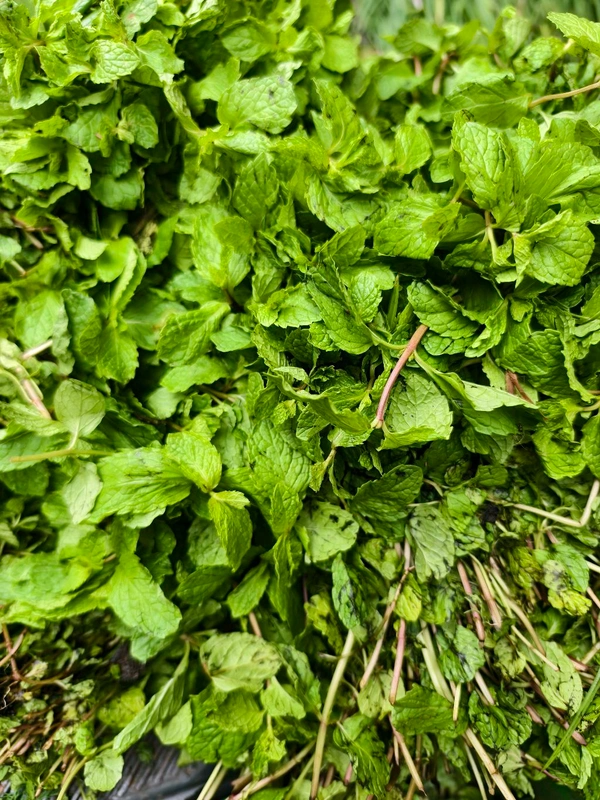 Mint (ફૂદીનો) - 100 GM