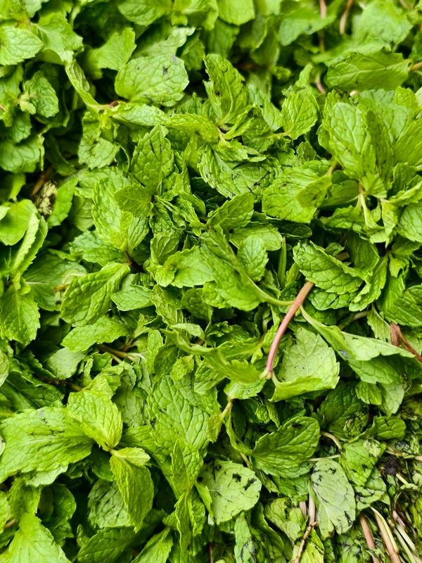 Mint (ફૂદીનો) - 100 GM