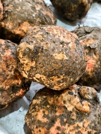 Elephant Yam ( સુરણ ) - 500 GM