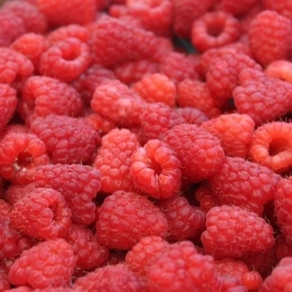 Raspberry|توت العُليق - Box=12Pkt, Box