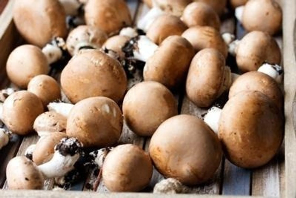 Brown Mushroom|الفطر البني - Box=8Pkt, Box
