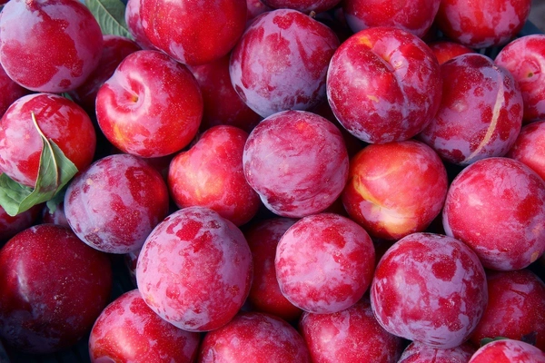 Plums Red|البرقوق الأحمر - Box=4Pkt, Box, 🇮🇷Iran