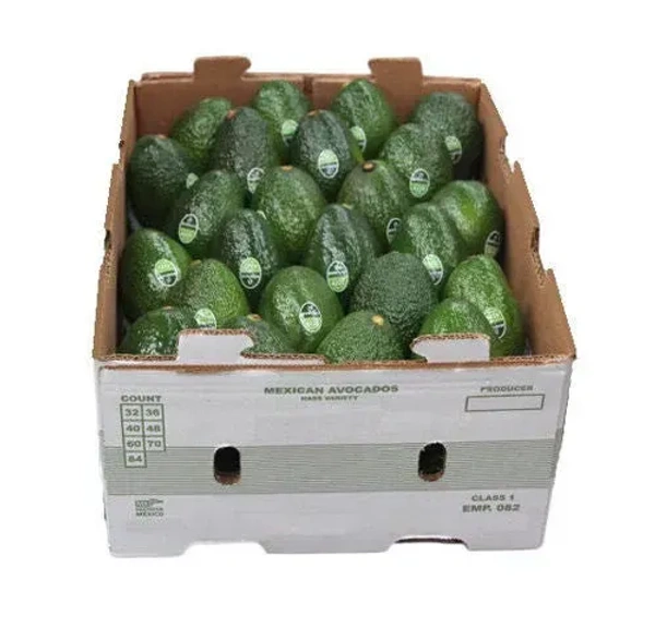 Avocado Mexico|الأفوكادو المكسيك - Box=10Kg, Box