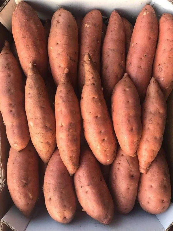 Sweet Potato Red|البطاطا الحلوة الحمراء - Box=5Kg, Box