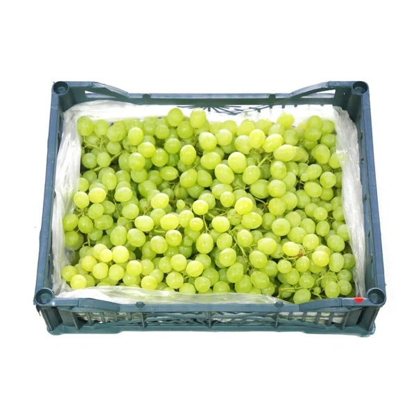 Grapes White Seedless|عنب أبيض بدون بذور - Box=2.5Kg, Box, 🇪🇬Egypt