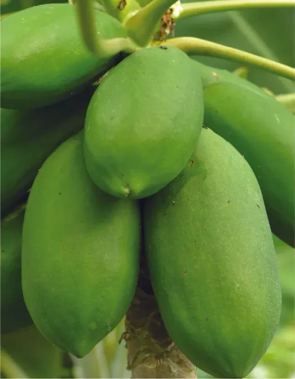 Green Papaya|البابايا الخضراء - Bag=5Kg, Bag
