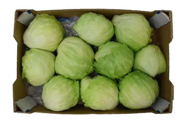 Iceberg Lettuce|خس أيسبرج - Box=10Pc, Box