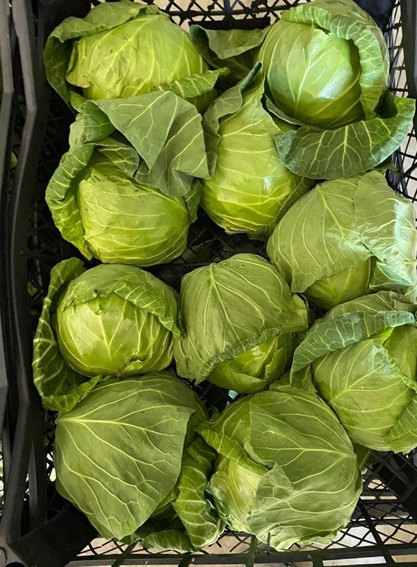White Cabbages|الملفوف الأبيض - 1Box=5Kg, 1Box