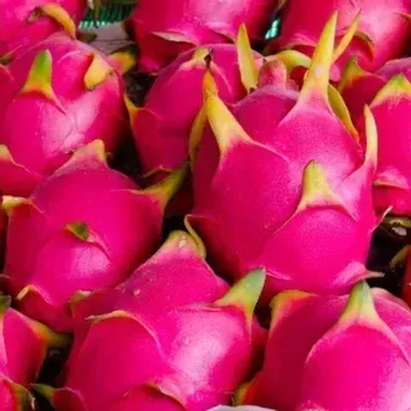 Dragon Fruit White|فاكهة التنين البيضاء - Box=9Pcs, Box
