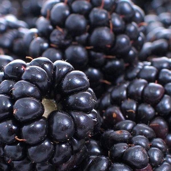 Blackberry|توت أسود - Box=12Pkt, Box