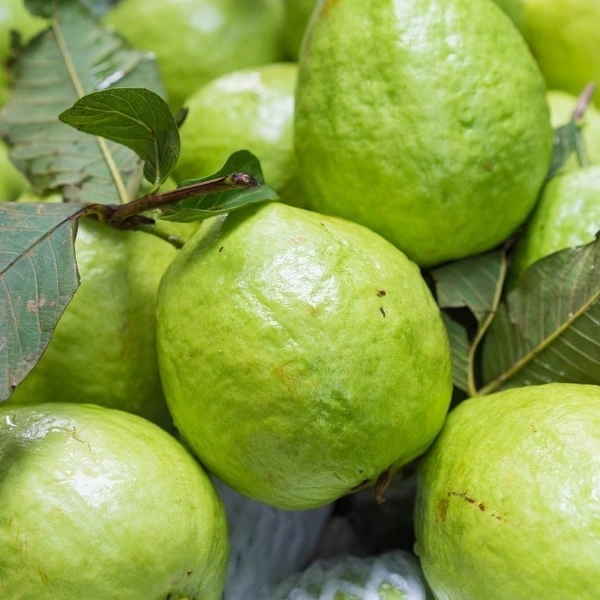 Guava White|الجوافة البيضاء فيتنام - Box=10Kg, Box, Vietnam