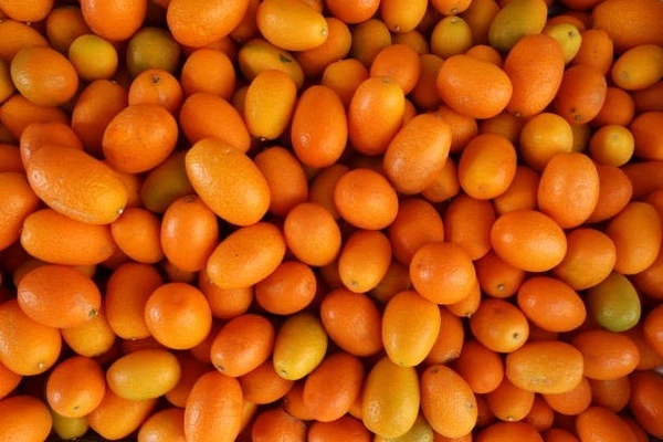 Kumquats|كمكوات - Box=2Kg, Box