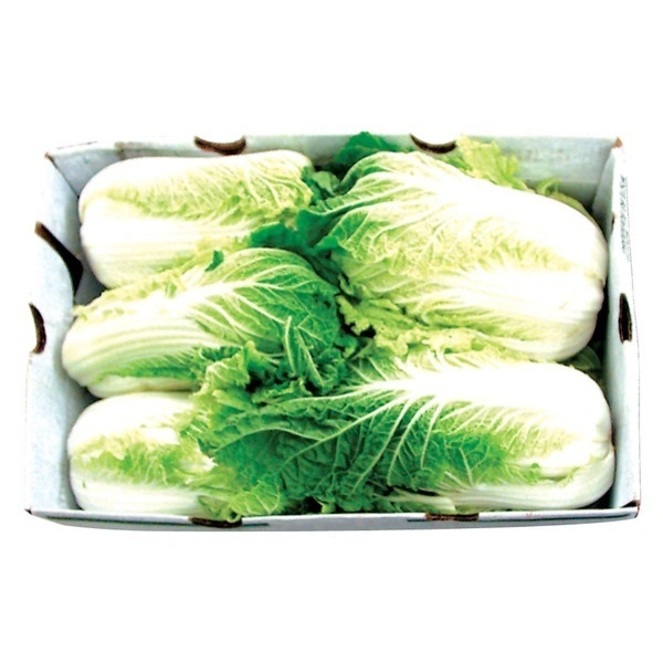 Chinese Cabbages|الملفوف الصيني  - 1Box=5Kg, 1Box