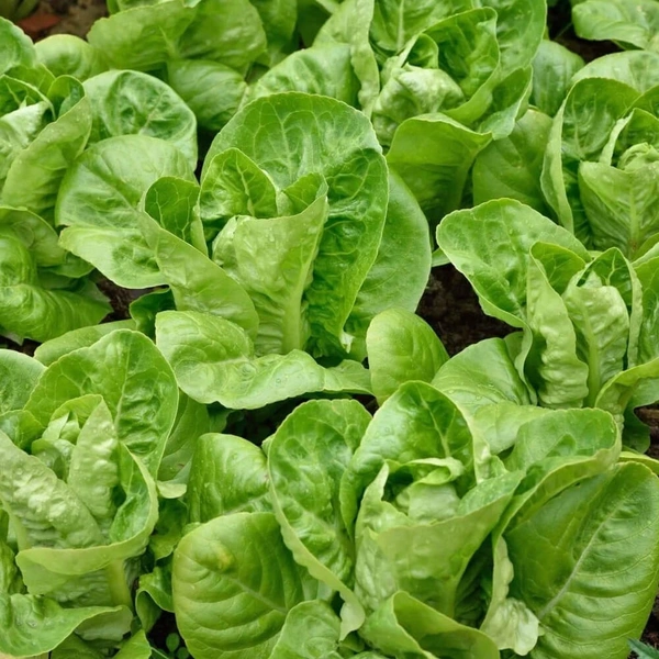 Gem Lettuce|خس جيم - Box=10Pkt, Box