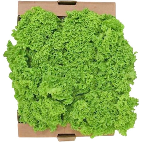 Lolo Bionda Lettuce|خس لولو بيوندا - Box=8Pkt, Box