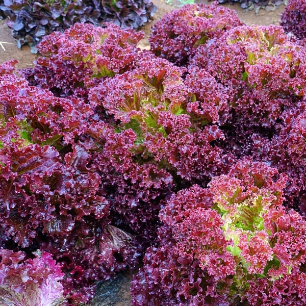 Lolo Rosso Lettuce|خس لولو روسو - Box=8Pkt, Box