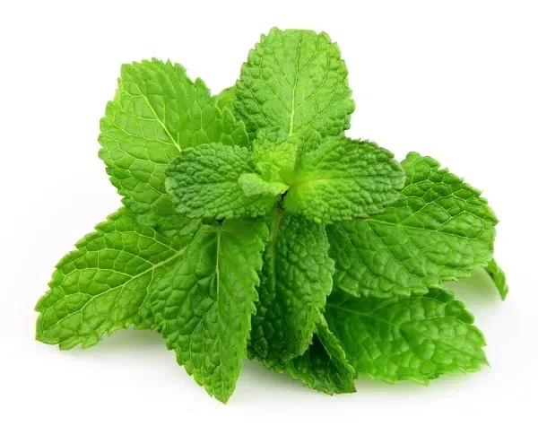 Mint|نعناع - 500g