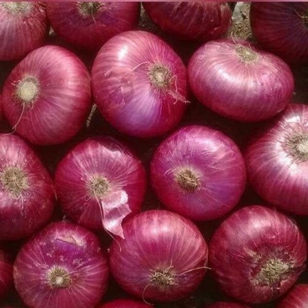 Onion|بصل - Box=15Kg, Box