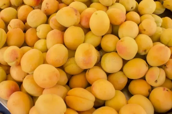 Apricots ajmi|مشمش عجمي - Box=6Pkt, Box, 🇮🇷Iran