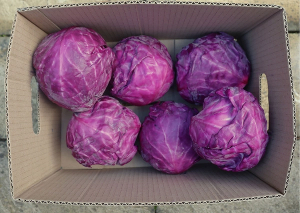 Red Cabbage|الملفوف الأحمر - 1Box=6Kg, 1Box