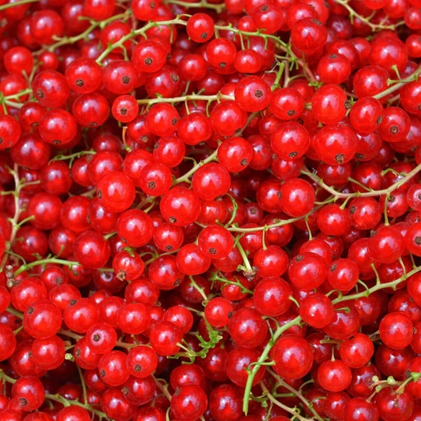 Red Currants|الكشمش الأحمر - Box=12Pkt, Box