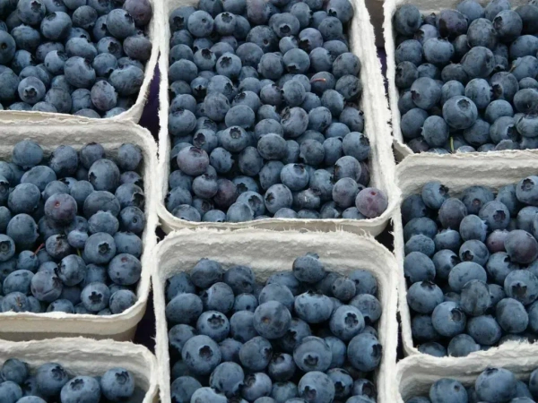 Bluberry|توت أزرق - Box=12Pkt, Box