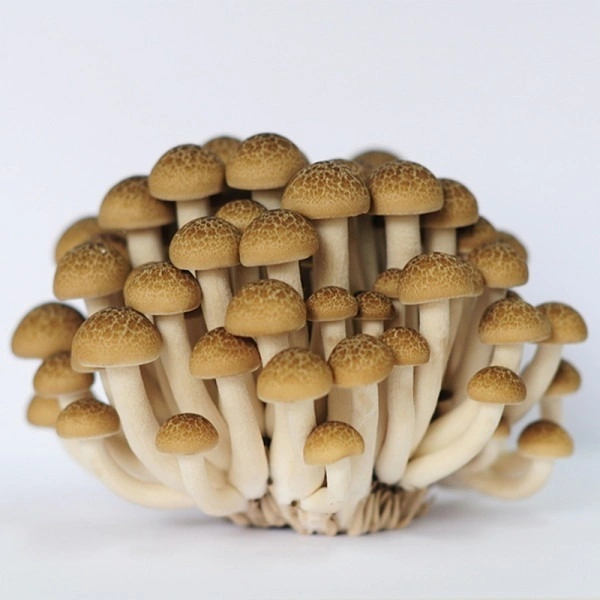 Shemiji Mushroom Brown|شيميجي فطر بني - Pkt