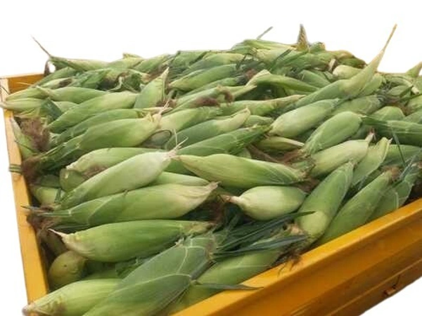 Sweet Corn|الذرة الحلوة - 1Box=10Kg, 1Box