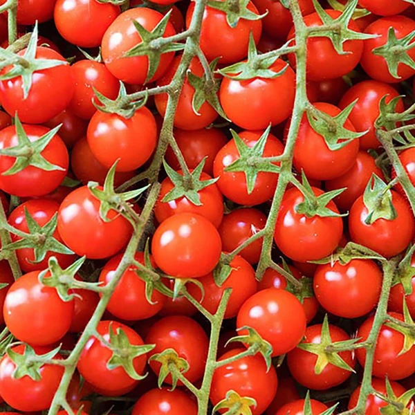Tomato Cherry bunch|باقة طماطم كرزية - Box=3Kg, Box